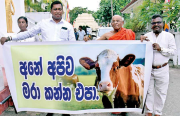 Prajaniti Dukung Penuh Pelarangan Penyembelihan Sapi dan Kerbau di Sri Lanka